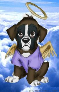 Do Dogs Go to Heaven