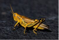 The Locust Conspiracy