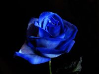The Votary of the Blue Flower